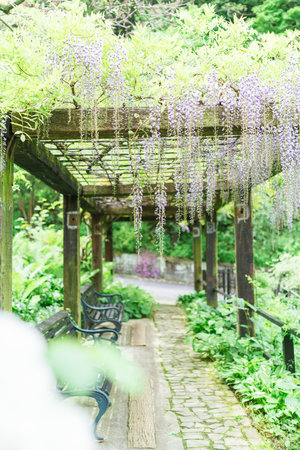 Wisteria flowers in the garden, Kyoto, Japan. (Vintage tone)の写真素材