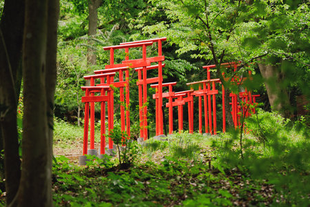 Red torii gates in a Japanese garden in Tokyo, Japan.の写真素材
