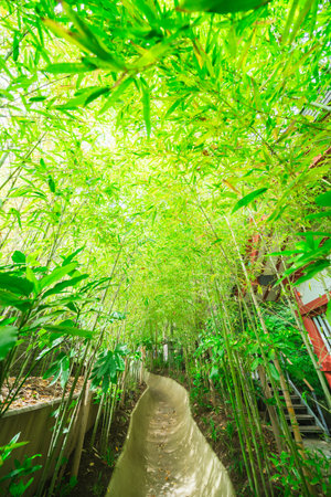 Bamboo forest in the morning at Doi Inthanon National Park, Chiang Mai, Thailandの写真素材