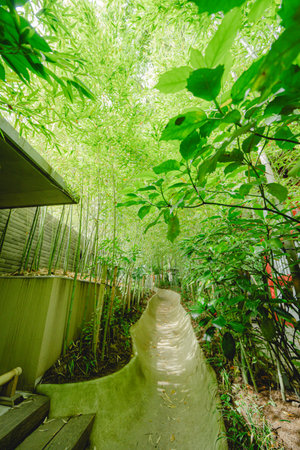 Bamboo forest in the park, Thailand. Concept of nature.の写真素材