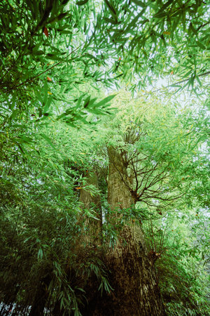 Bamboo in the park with green leaves background, vintage tone.の写真素材