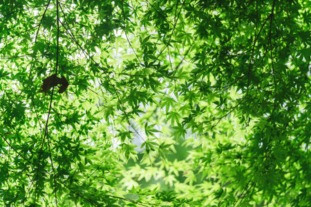 Fresh green maple leaves background in the garden. Selective focus.の写真素材