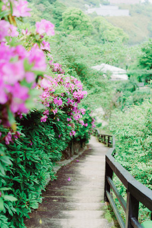 Walkway in the park with purple flowers,vintage color toneの写真素材