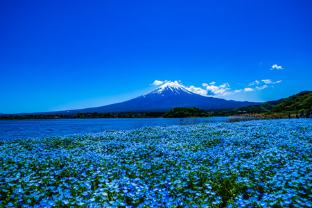 Beautiful landscape of mountain fuji with blue sky and fieldの写真素材