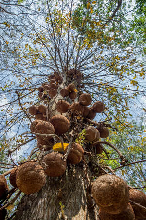 tree