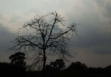 tree and sky