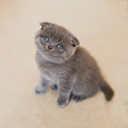 Pretty kitten looking straight at cameraの写真素材