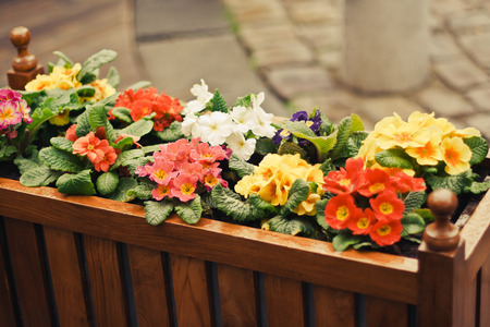 Colorful flowers outdoors in wooden flowerpotの写真素材