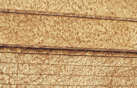 Plant growing on a yellow wallの写真素材