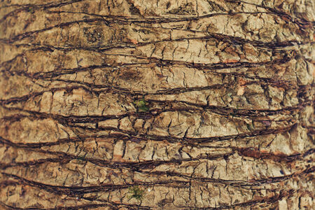 Closeup background texture of palm tree perspective viewの写真素材