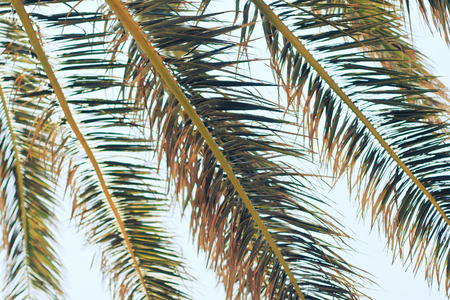 Closeup background of palm tree leafes on the beach in summerの写真素材