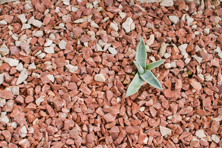Aloe vera over stone backgroundの写真素材