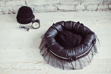 Black pet place on the wooden floor with hat, glasses and clockの写真素材