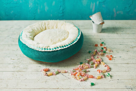 Green pet place with candies in interiorの写真素材