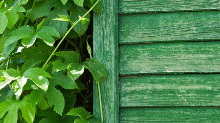 Obsolete fence and green leaves of the pland near itの写真素材