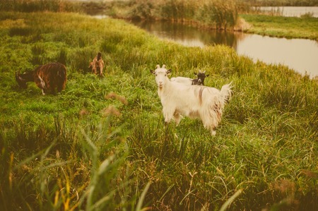 White goat as sign of 2015 year