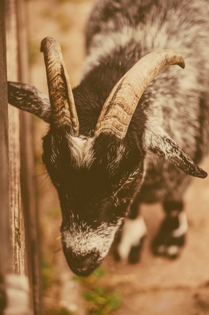 Closeup head of a goat - sign of year 2015の写真素材