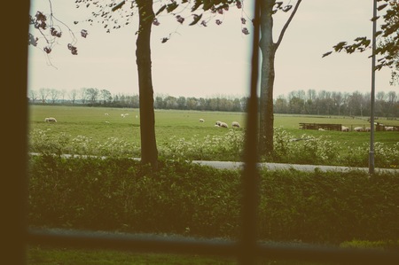 Green meadow with sheep, view from old house. Photo made in vintage style.の写真素材