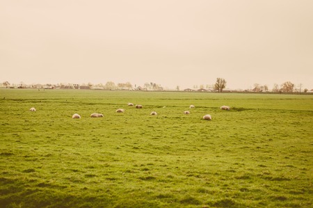 Herd of sheep, symbol of 2015 year, at the green meadow. Photo made in vintage toned style.の写真素材