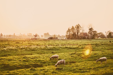 Herd of sheep at sunset in the green meadow. Photo was made in vintage style.の写真素材