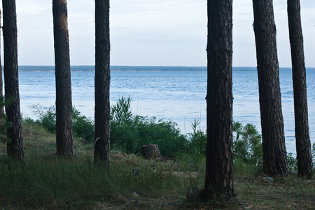 Morning lake seen through the forest treesの写真素材