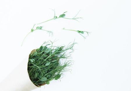 Pea microgreen in the craft paper on the white backgroundの写真素材