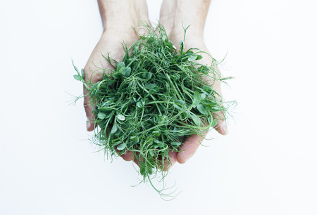 Fresh pea microgreen in the hands on the white backgroundの写真素材