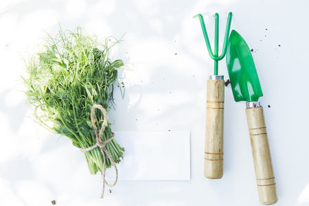 Fresh pea microgreen with business card on the white background