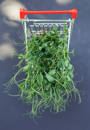 Fresh pea microgreen in the basket on the black backgroundの写真素材