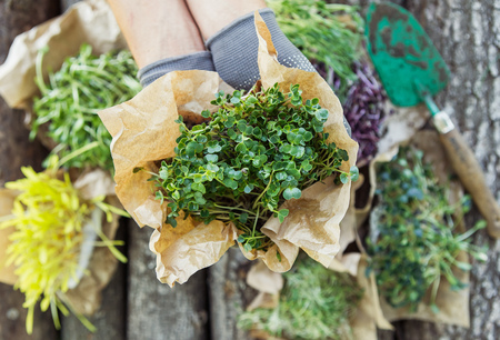 Fresh microgreen in hands on the natural background on a sunny dayの写真素材