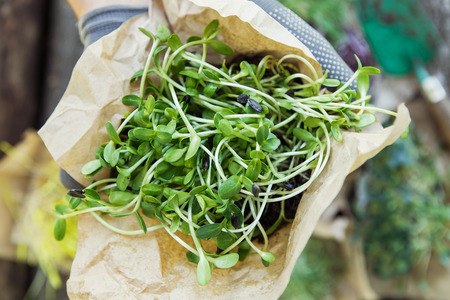 Fresh microgreen in hands on the natural background on a sunny dayの写真素材