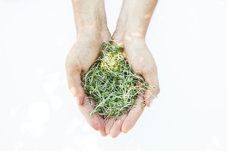 Fresh microgreen in man's hands on the white backgroundの写真素材