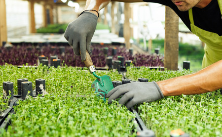 Fresh microgreen in hands on the natural background on a sunny day