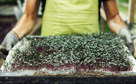 Fresh microgreen in hands on the natural background on a sunny day