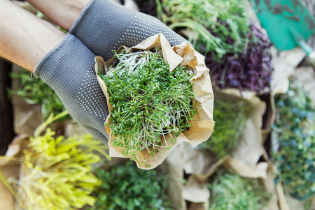 Fresh microgreen in hands on the natural background on a sunny dayの写真素材