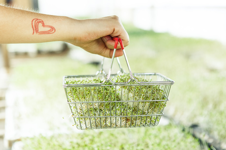 Fresh microgreen in the shopping cart on the dark backgroundの写真素材