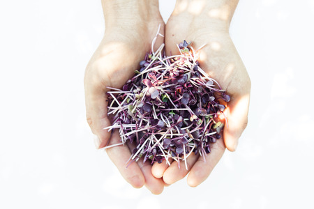 Fresh microgreen in man's hands on the white background