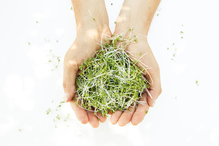 Fresh microgreen in man's hands on the white background