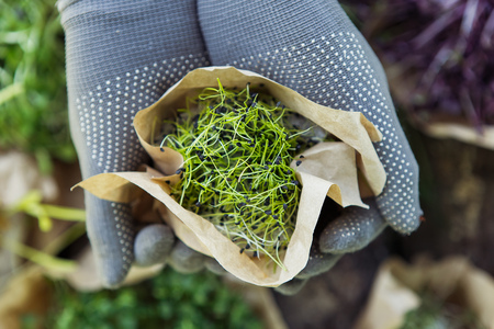 Fresh microgreen in hands on the natural background on a sunny dayの写真素材
