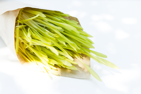 Fresh microgreen on the white background in natural lightの写真素材