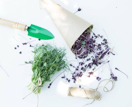 Fresh microgreen on the white background with garden toolsの写真素材