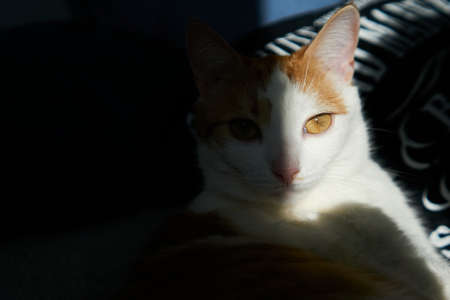 White and red colored kitten lying on the sofa with deep shadow on half of face. Cat relaxation...