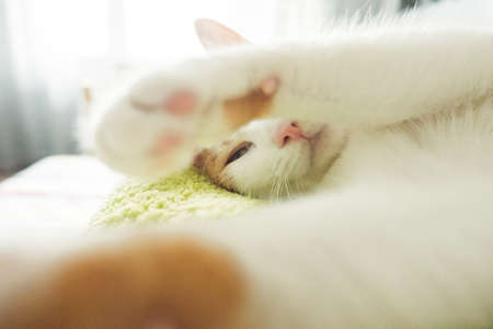 Sweet and adorable little white and ginger kitten cat lying on the back with half closed eyes and blurred paws up in the air in front of cameraの写真素材