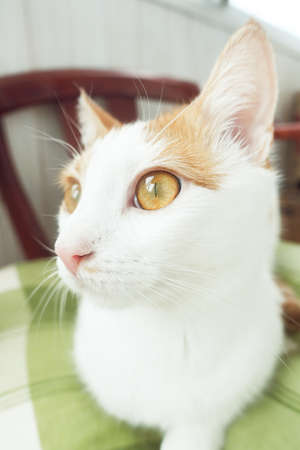 Closeup of pretty white and red cat with amber eyes looks to the left side. Sweet cat with big eyes...
