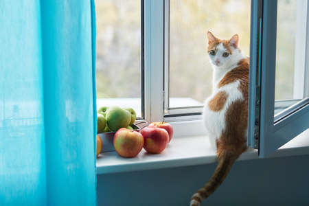 White and ginger cat sitting on a windowsill next to green and red apples. Cat looking straight to...
