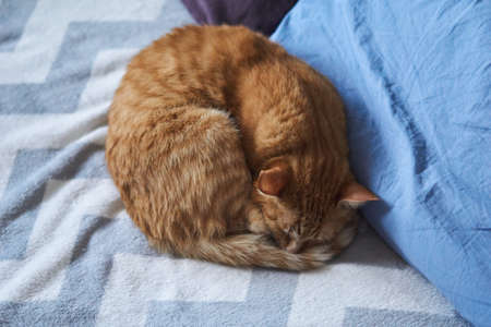 Ginger cat lies on a bed with pillows. Fluffy pet is doing to sleep there. A ginger tabby cat lying curled up, sleeping. Concept of relaxation, calmness and tranquilityの写真素材