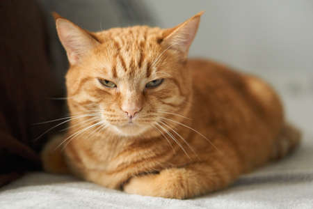 Ginger tabby pretty cat sitting on the floor with half closed eyes relaxing and looking straight to the camera. Concept of calmnessの写真素材