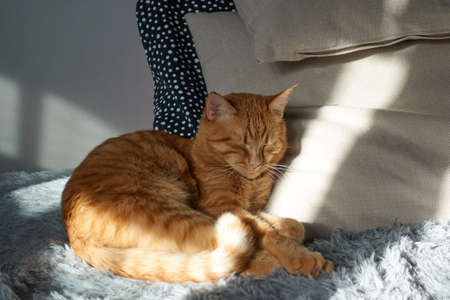 Cute red cat sleeping on grey sofa and pillows at home. Soft fluffy ginger short hair straight-eared kitty at sunlight. Relaxation and tranquility concept.の写真素材