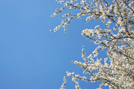 Spring blossom with blue sky: white flowers on a cherry tree in beautiful spring day. Concept of...