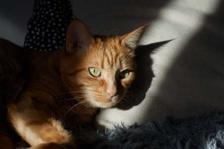 Orange cat with green eyes in dramatic natural sunlight lying on a grey pillow and looking straight seriously. Light and shadow concept.の写真素材